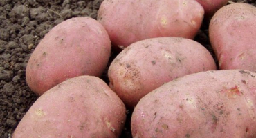 Brambory rocco si získaly celosvětovou popularitu!